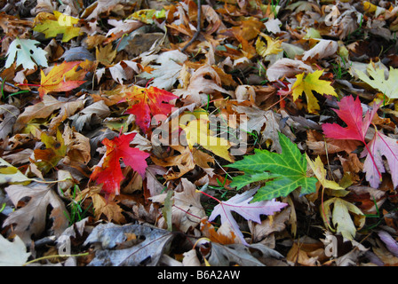 Woodfloor colorato con foglie di autunno Foto Stock