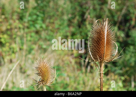 Due semi teasle pettine di testa Foto Stock