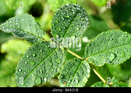 Foglie di Rose con goccioline Foto Stock