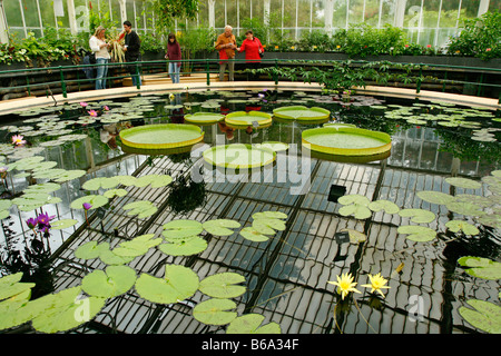 Royal Botanic Gardens di Kew in Richmond Londra Inghilterra casa Ninfea. Ninfei e Victoria regia Foto Stock