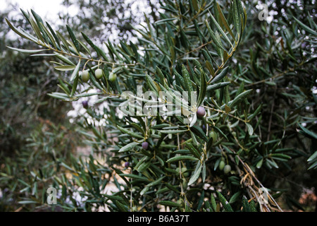 La maturazione delle olive in Spagna meridionale vicino a Granada Foto Stock