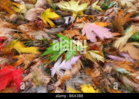 Woodfloor colorato con foglie di autunno Foto Stock