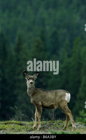 Nero Schwarzwedelhirsch Tailed Deer Foto Stock