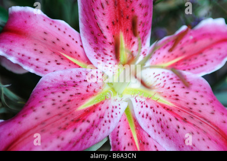 Rosa Tiger Lily Stargazer Foto Stock