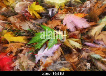 Woodfloor colorato con foglie di autunno Foto Stock