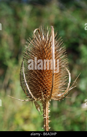 Teasle sementi pettine di testa Foto Stock