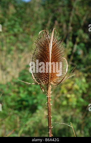 Teasle sementi pettine di testa Foto Stock