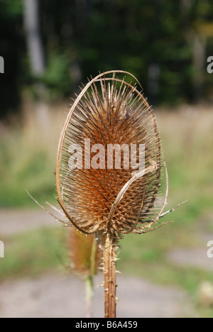 Teasle sementi pettine di testa Foto Stock