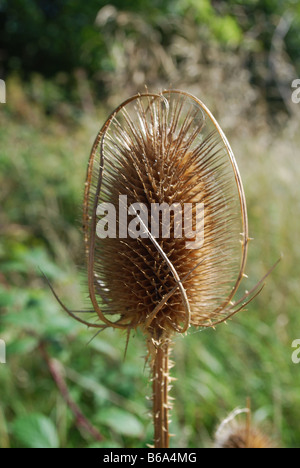 Teasle sementi pettine di testa Foto Stock