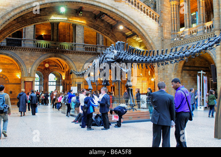 Museo di Storia Naturale principale sala centrale con scheletro Diplodocus South Kensington SW7 London Foto Stock