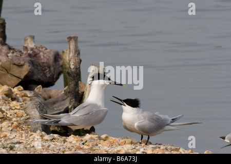 Sandwich Tern (Sterna sandvicensis) coppia corteggiamento Foto Stock