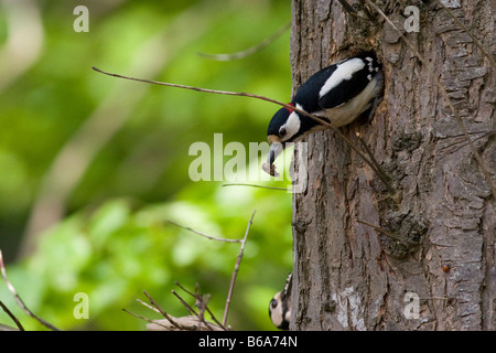 Picchio rosso maggiore (Dendrocopus major) lasciando il foro di nido Foto Stock