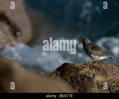 Purple Sandpiper, Calidris maritima in Penzance, Cornwall, Inghilterra Foto Stock