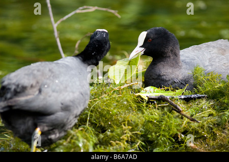 Folaghe (fulica atra) nidificazione Foto Stock