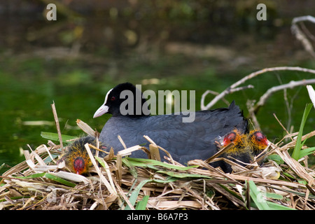 Adulto folaga (fulica atra) sul nido con Polli appena schiusi Foto Stock