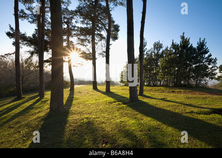 Sun flare visto attraverso un intrico di Pini su colline Clent Worcestershire Inghilterra REGNO UNITO Foto Stock