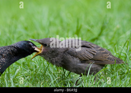 Giovani Starling (Sturnus vulgaris) essendo alimentato da adulto Foto Stock