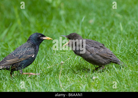 I capretti Starling (Sturnus vulgaris) essendo alimentato da principale Foto Stock