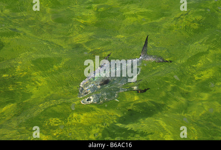 Un grande soggiorno è tailing come sembra per i granchi e gamberi nella chiara acqua bassa appartamenti di Bimini nelle Bahamas. Foto Stock