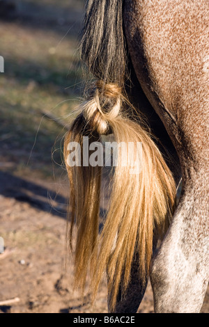 Rodeo cavallo Uruguay fiesta gaucho cow-boy cowboy Foto Stock