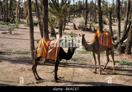 Cammelli in attesa per i turisti a Marrakech, Marocco Foto Stock