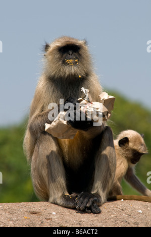 Un langur grigio Ranthambore fort. Parco nazionale di Ranthambore. Il Rajasthan. India Foto Stock