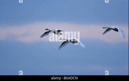 Whooper cigni Cygnus cygnus in volo la mattina presto Welney Norfolk Foto Stock