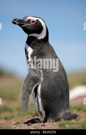 Un pinguino di magellano a Punta Tombo sulla costa atlantica dell'Argentina. Foto Stock
