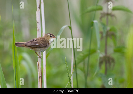 Sedge trillo (Acrocephalus schoenobaenus) sul gambo reed Foto Stock