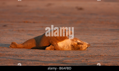 Guarnizione grigia Halichoerus grypus con il pup in early morning light Donna Nook Lincolnshire Foto Stock