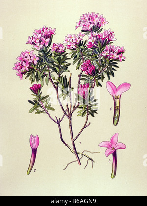 Daphne Cneorum, piante velenose illustrazioni Foto Stock