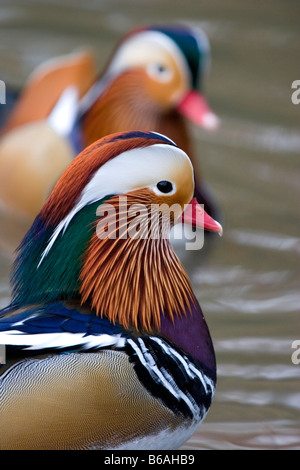 Mandarin anatre Slimbridge, Gloucestershire, England, Regno Unito Foto Stock