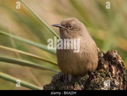 Scricciolo di Cobb Foto Stock