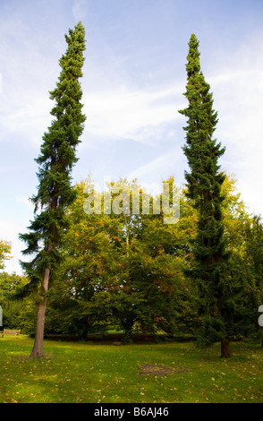 Abete serbo " Picea Omorika' nella Royal Botanical Gardens di Kew Foto Stock