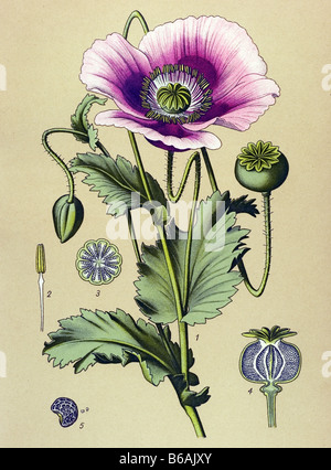 Papavero, Papaver somniferum piante velenose illustrazioni Foto Stock