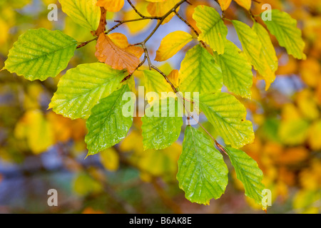 Il faggio le foglie in autunno, England, Regno Unito Foto Stock