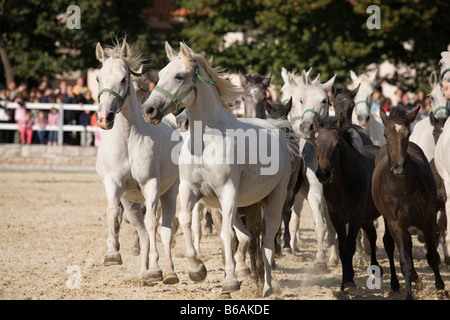 Lipica open day 2008 la Slovenia famosa in tutto il mondo i cavalli lipizzani in Slovenia Foto Stock