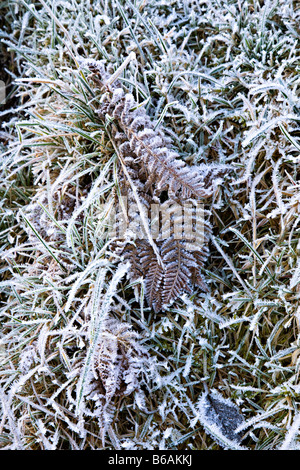 Bracken ed erba coperto di brina REGNO UNITO Foto Stock