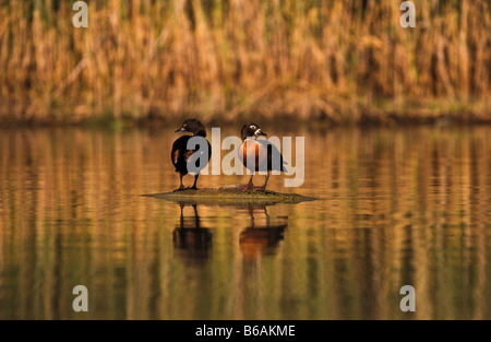 Shelducks, Australia Foto Stock