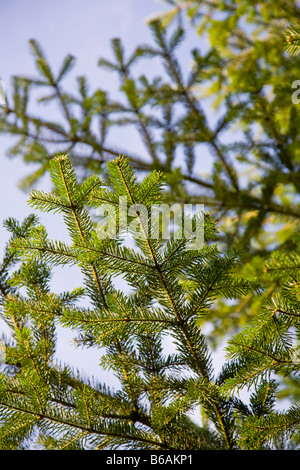 Abete del Caucaso Abies nordmanniana 'Nordmann abete" Foto Stock