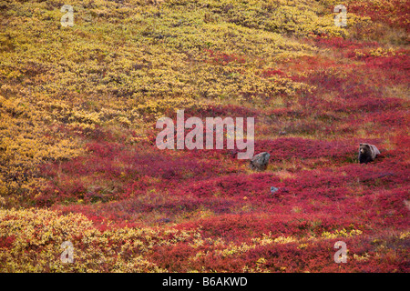 Orso grizzly chiamato anche Orso Bruno Parco Nazionale di Denali Alaska Foto Stock