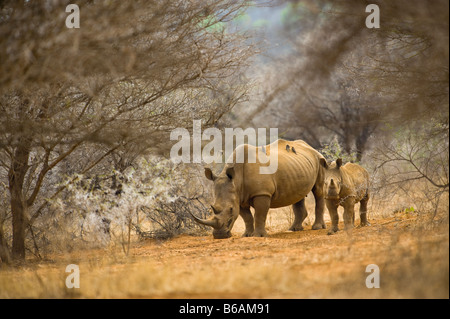 Wild rinoceronte bianco rhino Ceratotherium simum in acacia woodland Sud-africa wildlife deserto madre e vitello giovani giovani Foto Stock