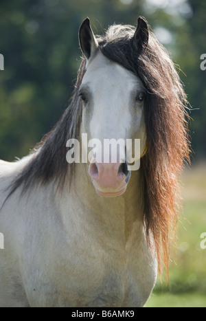 Gypsy Vanner cavallo stallone Foto Stock