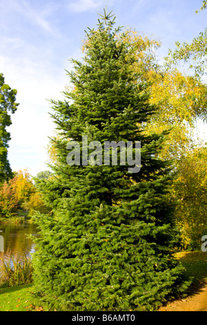 Fir Cilician Abies Cilicica Foto Stock