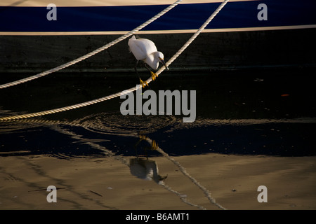Nevoso Egretta garzetta thuja in piedi su una corda per alimentazione di piccoli pesci Foto Stock