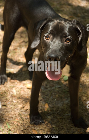Razza cucciolo di cane Foto Stock