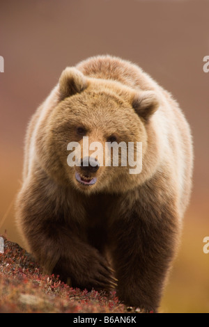 Orso grizzly chiamato anche Orso Bruno Parco Nazionale di Denali Alaska Foto Stock