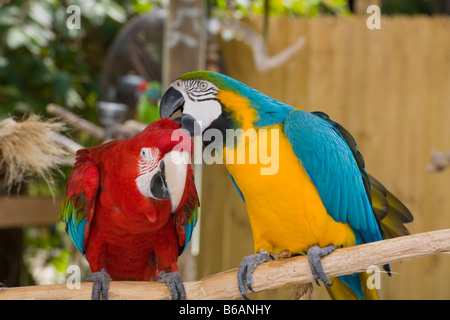 Blu e Giallo Macaw groomimg Scarlet Macaw in Sarasota Jungle Gradens in Sarasota Florida Foto Stock