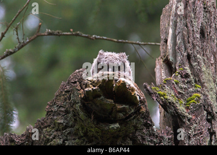 Grande cornuto Owlet Bubo virginianus, picco su albero morto moncone in Beaver Lake Park Victoria BC nel mese di aprile Foto Stock