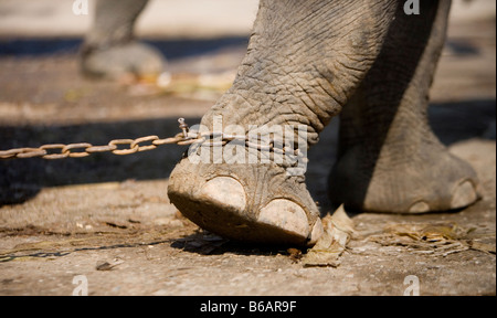 Un elefante è incatenato fino allo zoo in Birmania. Foto Stock